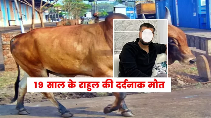 bull attack in Raipur village Daulatpur Chowk in Una